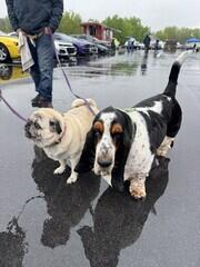 Dog Visitors at Cars and Canines