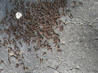 A Huge Swarm
