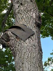 Wind caused
