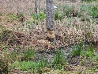 Gnawing on the Tree