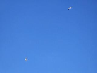 Sea Gulls Flying Around