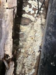 Mold Growth