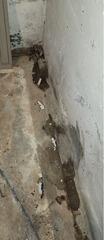 Water Intrusion