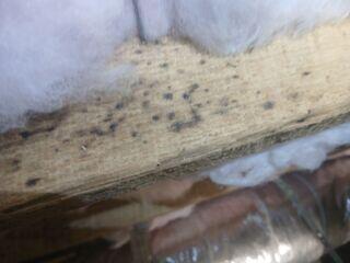 Mold Growth