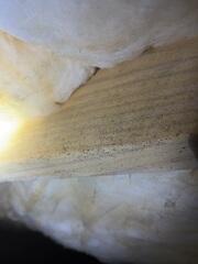 Mold on Floor Joists