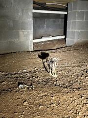 Mushrooms Love Damp, Dark Environments