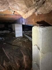 Mold Growth in Crawl Space Before Treatment