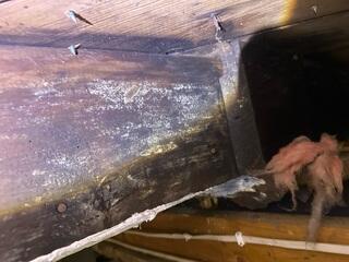 Microbial Growth on Wooden Joists