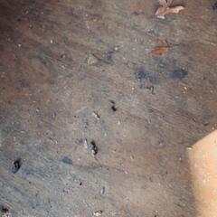 Carpenter Ants Have No Idea