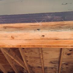 More Treatments for Carpenter Ants