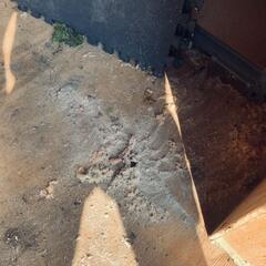 Frass on the Floor