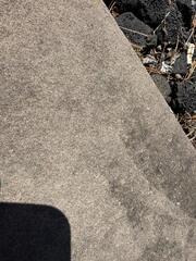 What Are These Pests?