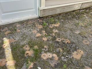 Where Digger Bees Nest