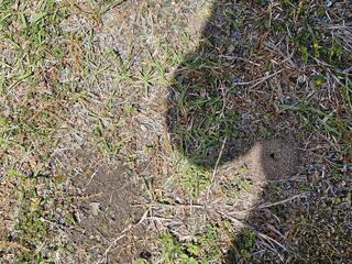 So Many Ants