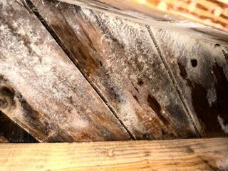 Mold and Mildew in Crawl Space