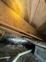 Mold Growth