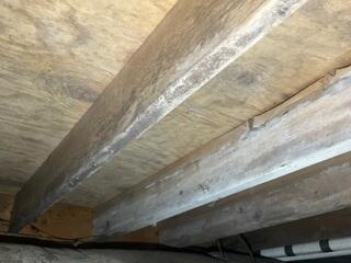 Mold Growth