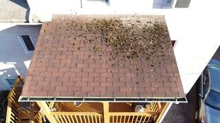 Moss Taking Over the Surface