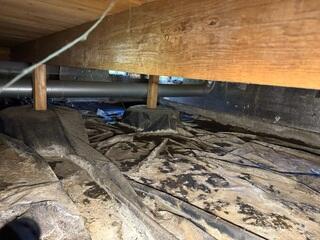 Rodent Droppings Inside of Crawl Space