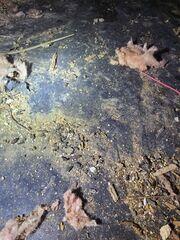 Rodent Droppings