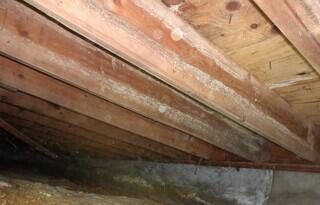 Mold Spores Along Floor Joists