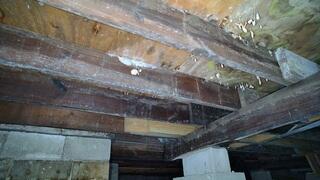 Crawl Space Mold & Mildew