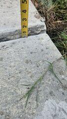 Concrete Trip Hazard