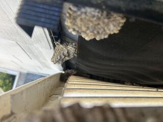 Treatment to Remove Wasps