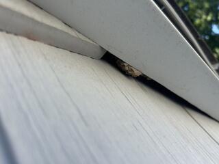 As we began inspecting the home, we discovered a few active wasp nests underneath the gable vent.
