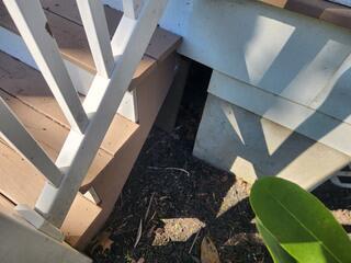 The turkey vultures were harboring both underneath the porch...