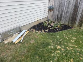 Throughout the backyard were a massive amount of digger bee mounds.