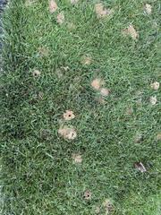 What are These Bees