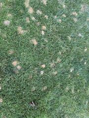 Time to Take Out the Digger Bees