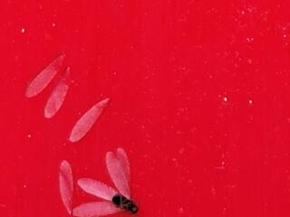 Termite Swarmers: What Are They?