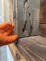 Active Termites & Mud Tubes