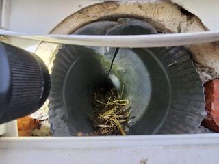 Full of Nesting Debris
