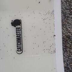 What Are Springtails