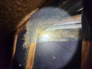 As you can see, there is a massive amount of nesting debris and bird feathers in the attic. The birds were able to squeeze through the gable vent, despite the owner's attempt to seal it off.