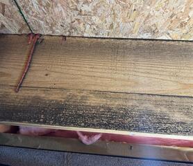 Organic growth on wood joists