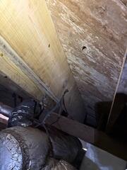 Mold Removal