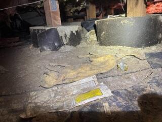 Animals Love Crawlspaces