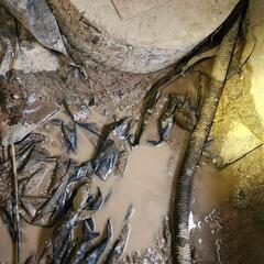 Standing Water and Mud