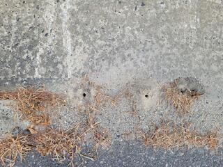 Elimination of the Cicada Killer Wasps