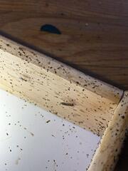Treatment for Cockroaches Part 1