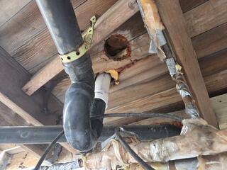 Chewed & Tunneled Their Way Into the Basement