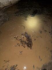 Puddles in Crawl Space