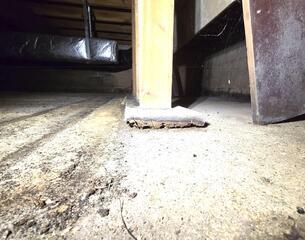 Crawl space issues in Vienna, VA