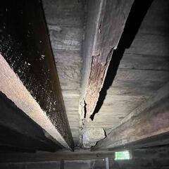 Decaying Wooden Joists