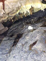 Toxic Crawl Spaces Create Toxic Homes - Eugene, OR
