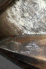 What to do about Mold